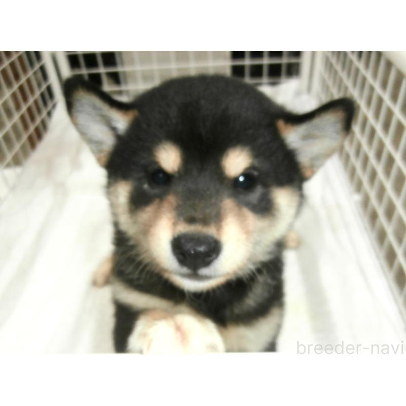 成約済の大阪府の柴犬-396761の4枚目